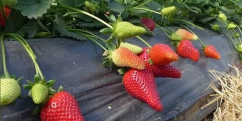 Sorta jagoda marisol: opis, fotografija, video i recenzije